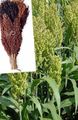 green Cereals Broom Corn Photo and characteristics