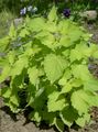 yellow Leafy Ornamentals Anise Hyssop, Licorice Mint Photo and characteristics