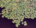 clair-vert Les Plantes De L'eau Brasenia, Bouclier De L'eau Photo et les caractéristiques
