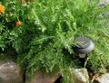 Ornamental Plants Yarrow, Milfoil, Staunchweed, Sanguinary, Thousandleaf, Soldier's Woundwort leafy ornamentals, Achillea green Photo