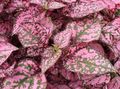 Dekorative Pflanzen Tupfen-Anlage, Sommersprossen Gesicht dekorative-laub, Hypoestes mannigfaltig Foto