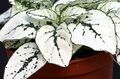 Dekorative Pflanzen Tupfen-Anlage, Sommersprossen Gesicht dekorative-laub, Hypoestes weiß Foto