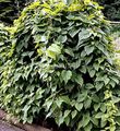 Ornamental Plants Dioscorea caucasica leafy ornamentals dark green Photo