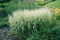 Ornamental Plants Reed Canary grass cereals, Phalaris arundinacea multicolor Photo