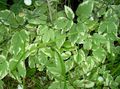 Ornamental Plants Bishop's Weed, Goutweed, Ground Elder leafy ornamentals, Aegopodium podagraria multicolor Photo