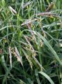 grün Getreide Cheatgrass Foto und Merkmale
