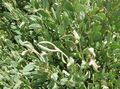 Sea ​​purslane