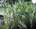 Ornamental Plants Giant Reed cereals, Arundo Donax green Photo