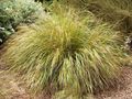 Dekorative Pflanzen Fasanenschwanz Gras, Federgras, Neuseeland Wind Gras getreide, Anemanthele lessoniana, Stipa arundinacea gelb Foto