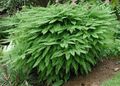 green  Northern Maidenhair Fern, Five-finger fern, Five-fingered Maidenhair, American Maidenhair Photo and characteristics