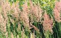 vert Des Céréales Plume Roseau, Plume Rayé Reed Photo et les caractéristiques