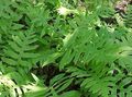Ornamental Plants Netted Chain Fern, Woodwardia areolata green Photo
