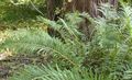 Ornamental Plants Virginia Chain Fern, Woodwardia virginica green Photo