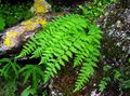 vert Les Fougères Woodsia Photo et les caractéristiques