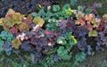 multicolor Leafy Ornamentals Heuchera, Coral flower, Coral Bells, Alumroot Photo and characteristics