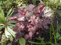 Ornamental Plants Heuchera, Coral flower, Coral Bells, Alumroot leafy ornamentals burgundy,claret Photo