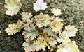 Dekorative Pflanzen Heuchera, Korallenrote Blumen, Korallen Glocken, Alumroot dekorative-laub gelb Foto