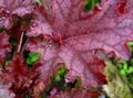 Dekorative Pflanzen Heuchera, Korallenrote Blumen, Korallen Glocken, Alumroot dekorative-laub rot Foto