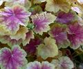 Ornamental Plants Heuchera, Coral flower, Coral Bells, Alumroot leafy ornamentals multicolor Photo