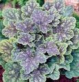 Ornamental Plants Heuchera, Coral flower, Coral Bells, Alumroot leafy ornamentals multicolor Photo