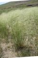 silvery Cereals Porcupine Grass Photo and characteristics