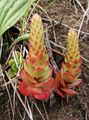 Dekorative Pflanzen Narrenkappen dekorative-laub, Orostachys rot Foto