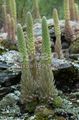 Le piante ornamentali Caps Da Somaro ornamentali a foglia, Orostachys chiaro-verde foto