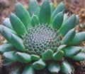 Dekorative Pflanzen Narrenkappen dekorative-laub, Orostachys grün Foto