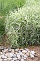 multicolor Cereals Ribbon Grass, Reed Canary Grass, Gardener's Garters Photo and characteristics