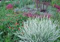 Ornamental Plants Ribbon Grass, Reed Canary Grass, Gardener's Garters cereals, Phalaroides multicolor Photo