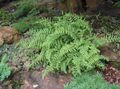 green  Hay Scented Fern Photo and characteristics