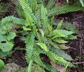 green Ferns Blechnum Photo and characteristics