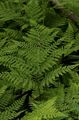 green Ferns Diplazium sibiricum Photo and characteristics