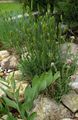 Ornamental Plants Agropyron, Wheat Grass cereals green Photo