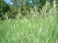 Ornamental Plants Scented holy grass, Sweetgrass, Seneca Grass, Vanilla Grass, Buffalo Grass, Zebrovka cereals, Hierochloe light green Photo