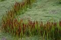 Ornamental Plants Cogon Grass, Satintail, Japanese Blood Grass cereals, Imperata cylindrica red Photo
