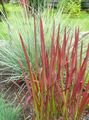 red Cereals Cogon Grass, Satintail, Japanese Blood Grass Photo and characteristics