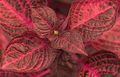 Dekorative Pflanzen Bloodleaf, Huhn Muskelmagen dekorative-laub, Iresine rot Foto