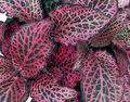 Dekorative Pflanzen Bloodleaf, Huhn Muskelmagen dekorative-laub, Iresine mannigfaltig Foto