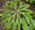  Shredded Umbrella Plant leafy ornamentals, Syneilesis aconitifolia, Cacalia aconitifolia green Photo