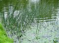  The true Bulrush aquatic plants, Scirpus lacustris green Photo