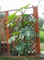 green Leafy Ornamentals Castor Bean, Caster Oil Plant, Mole Bean, Higuera Infernal Photo and characteristics