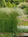 Ornamental Plants Feather Grass, Needle grass, Spear grass cereals, Stipa pennata light green Photo
