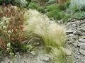 Ornamental Plants Feather Grass, Needle grass, Spear grass cereals, Stipa pennata silvery Photo
