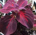 Ornamental Plants Coleus, Flame Nettle, Painted Nettle leafy ornamentals burgundy,claret Photo