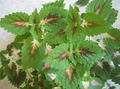 green Leafy Ornamentals Coleus, Flame Nettle, Painted Nettle Photo and characteristics