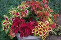 Ornamental Plants Coleus, Flame Nettle, Painted Nettle leafy ornamentals multicolor Photo