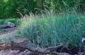 Ornamental Plants Blue Lyme Grass, Sand Rye Grass cereals, Elymus light blue Photo