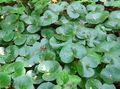 Ornamental Plants Asarabacca, European Wild Ginger leafy ornamentals, Asarum green Photo