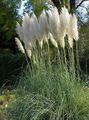 green Cereals Pampas grass Photo and characteristics